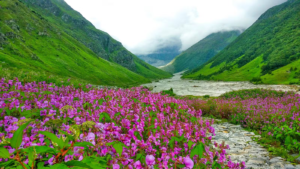 Valley Of Flowers